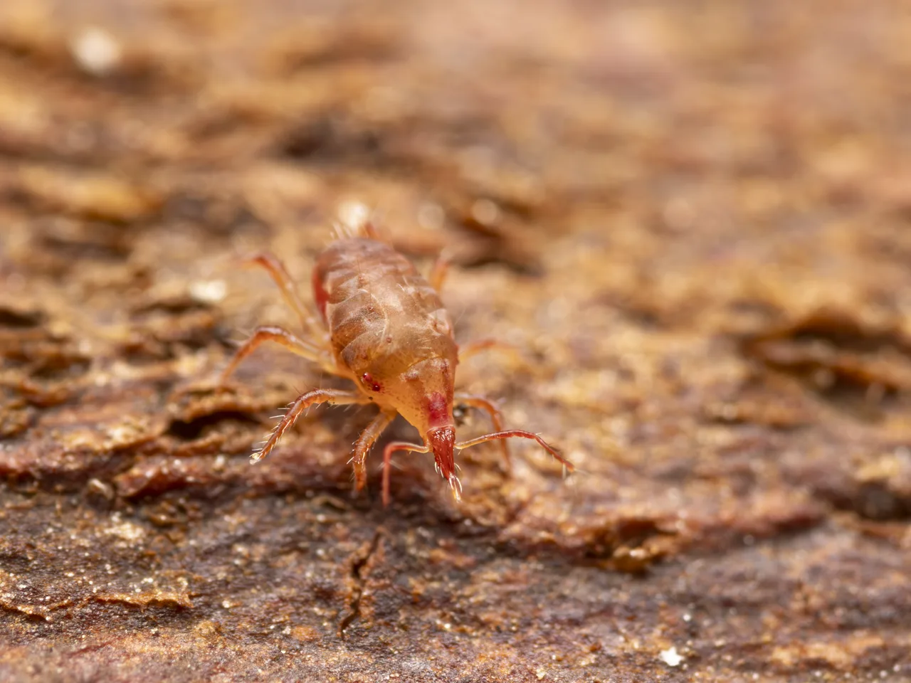 Acariformes