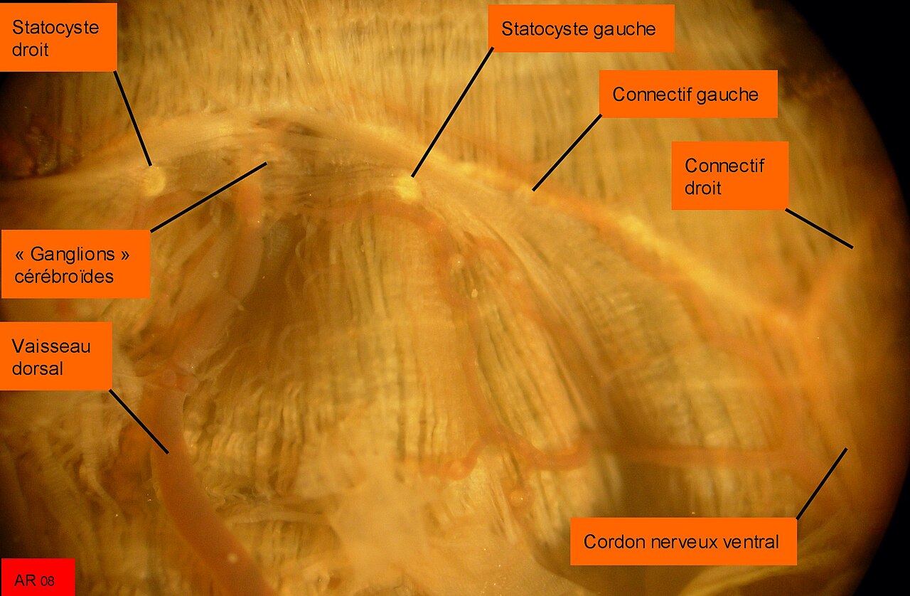 Arenicola