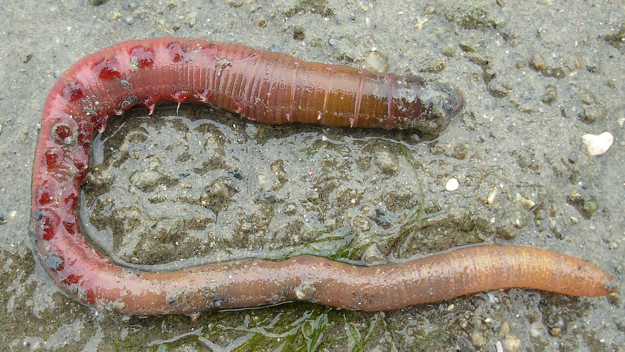 Arenicola