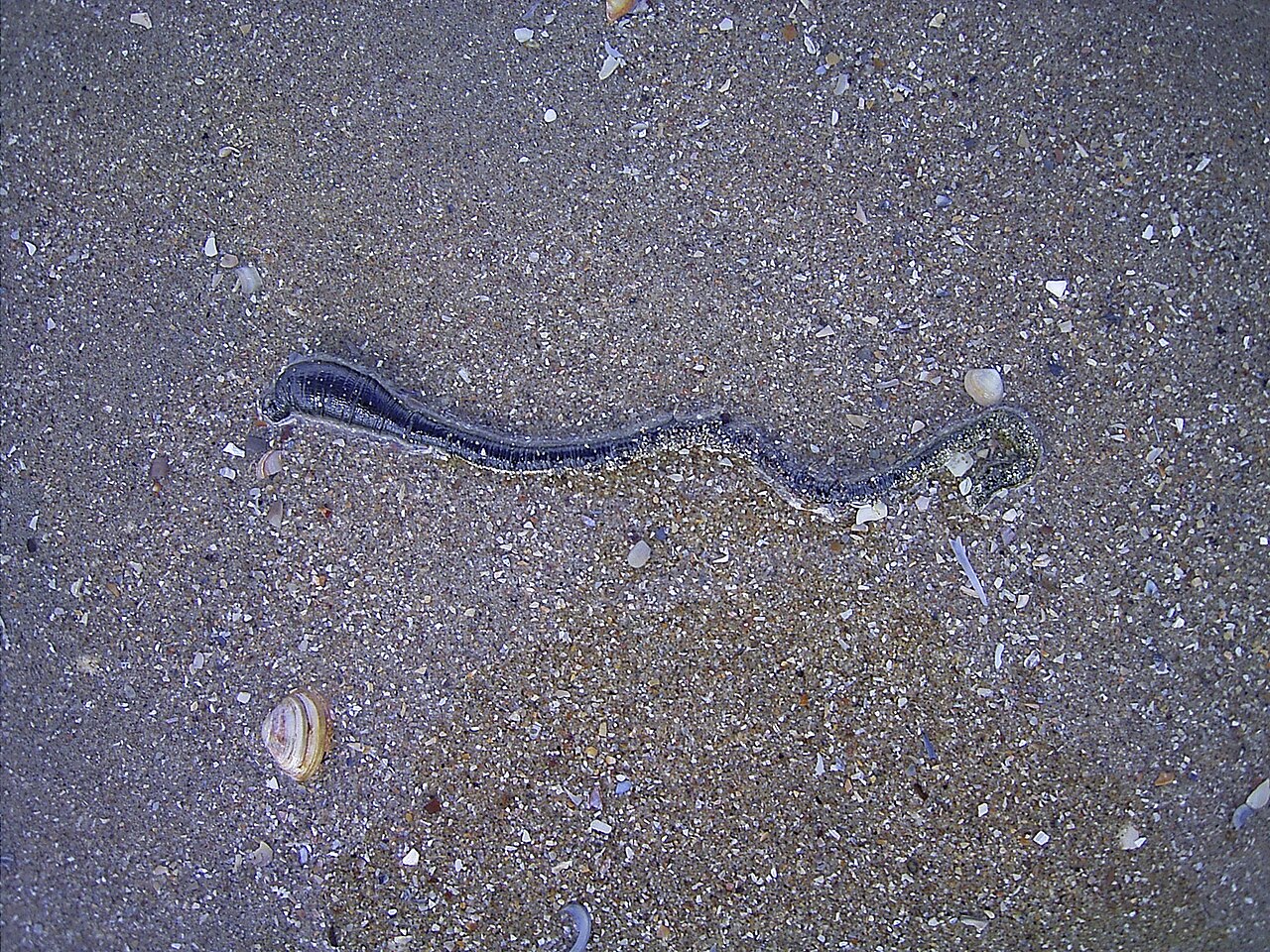 Arenicola