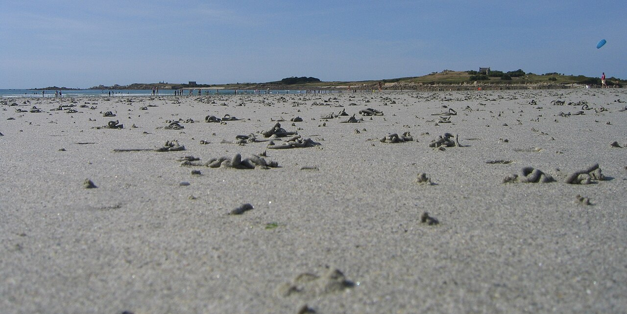 Arenicola
