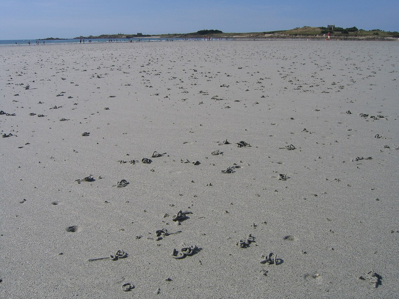 Arenicola