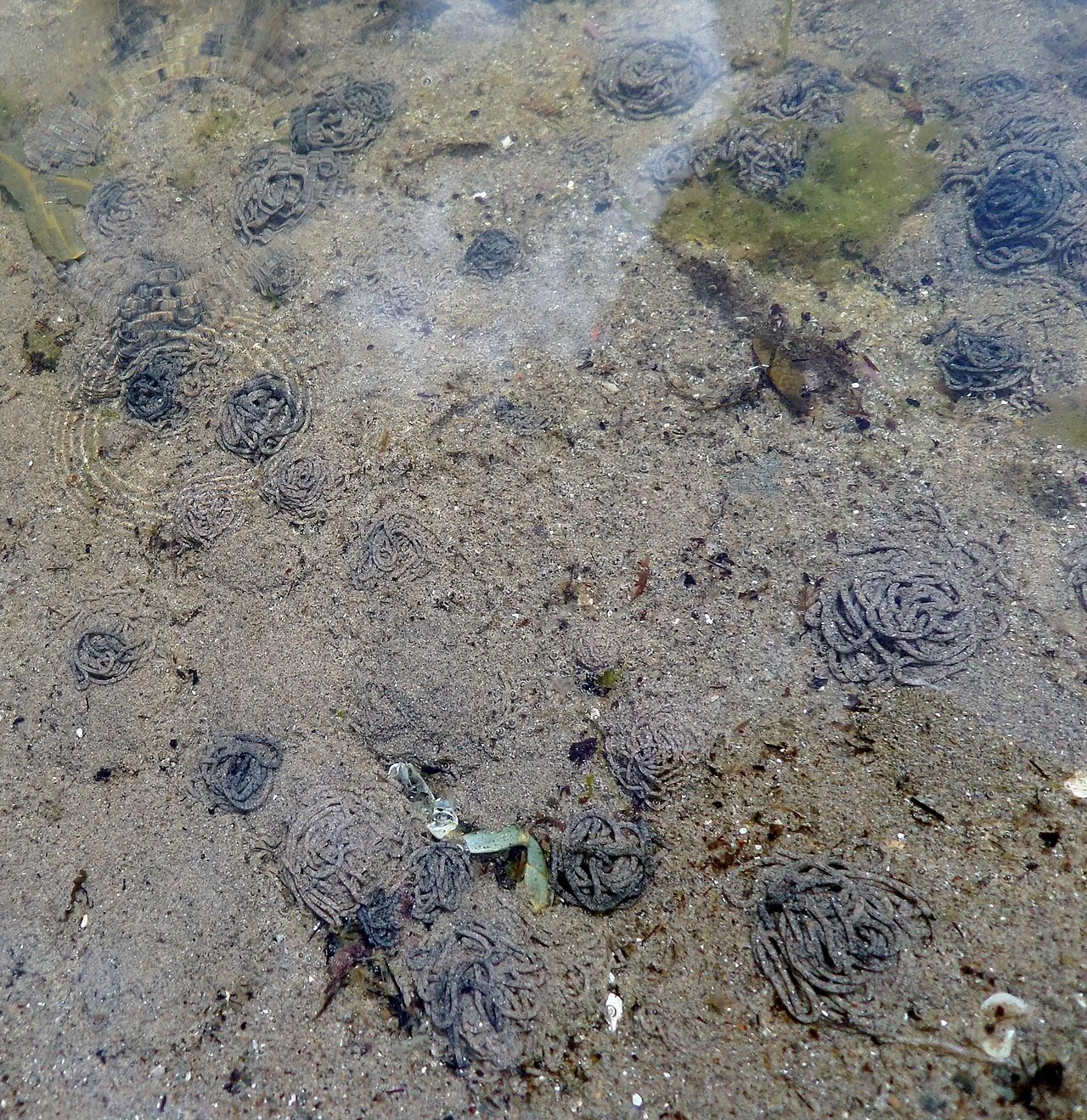 Arenicola