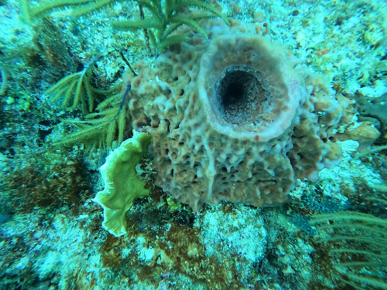 Sponge