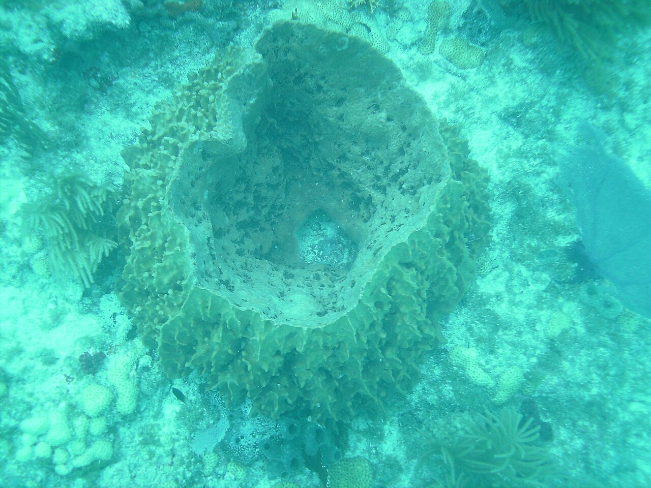 Sponge