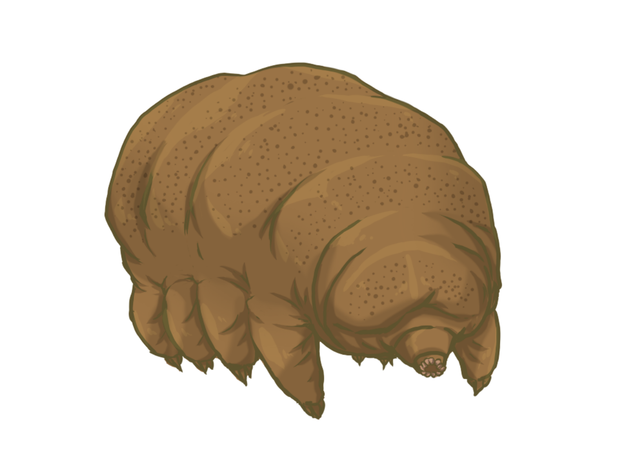 Tardigrade