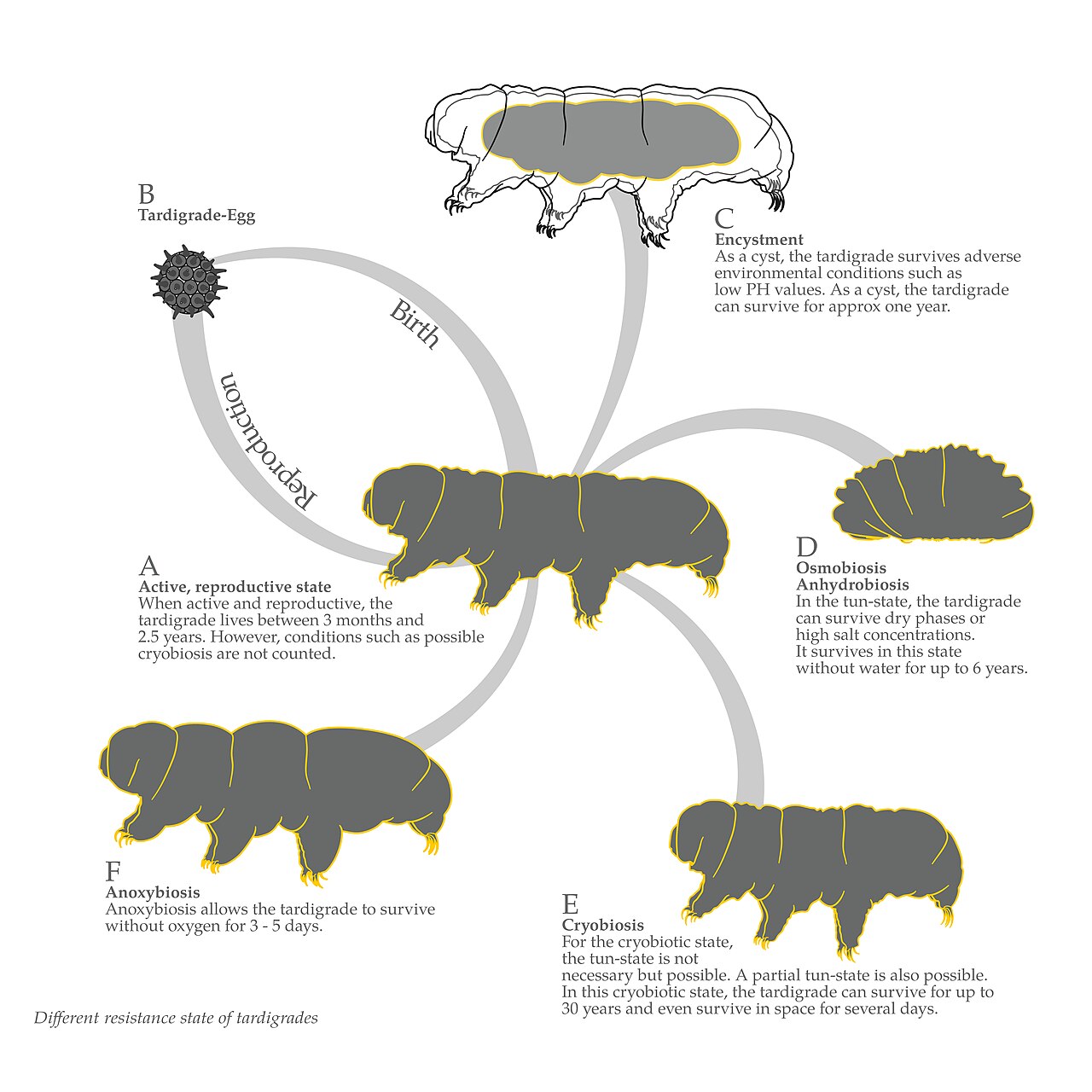 Tardigrade