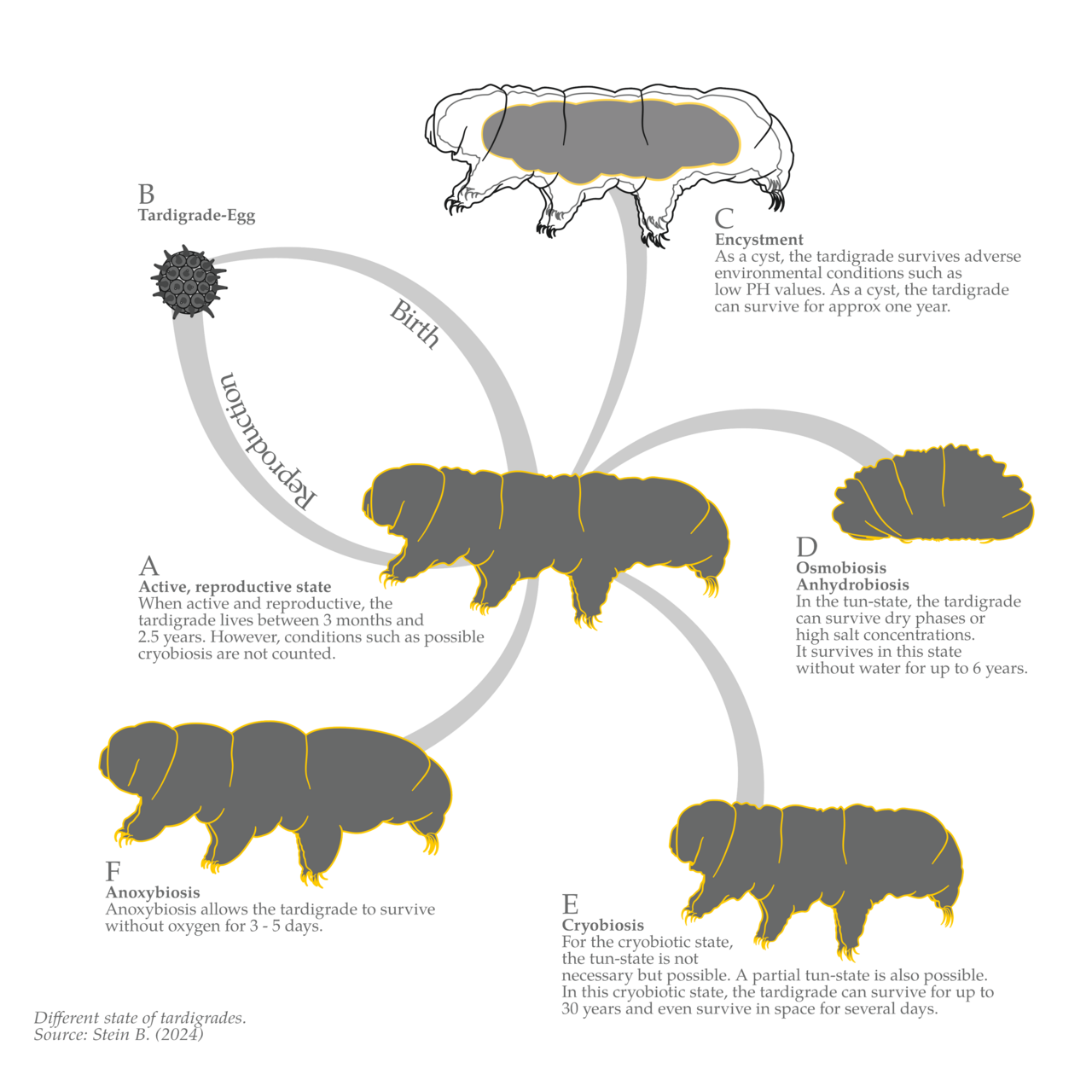 Tardigrade