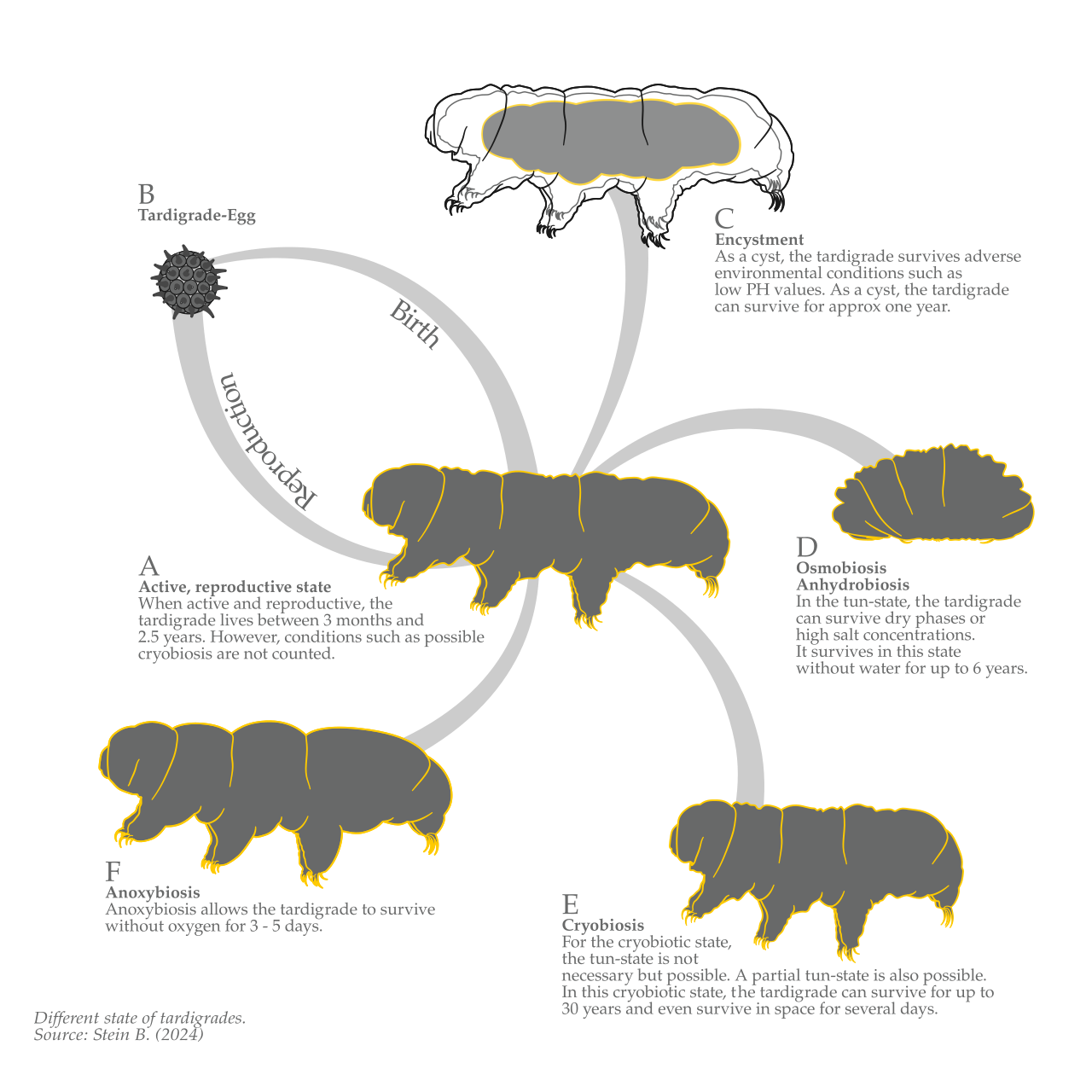 Tardigrade