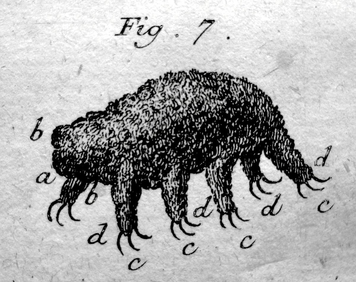 Tardigrade