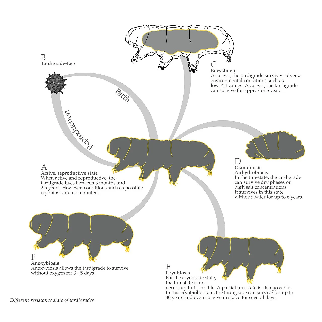 Tardigrade