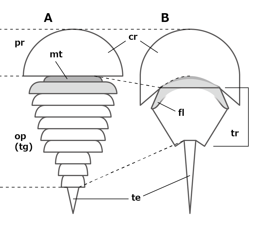 Xiphosura