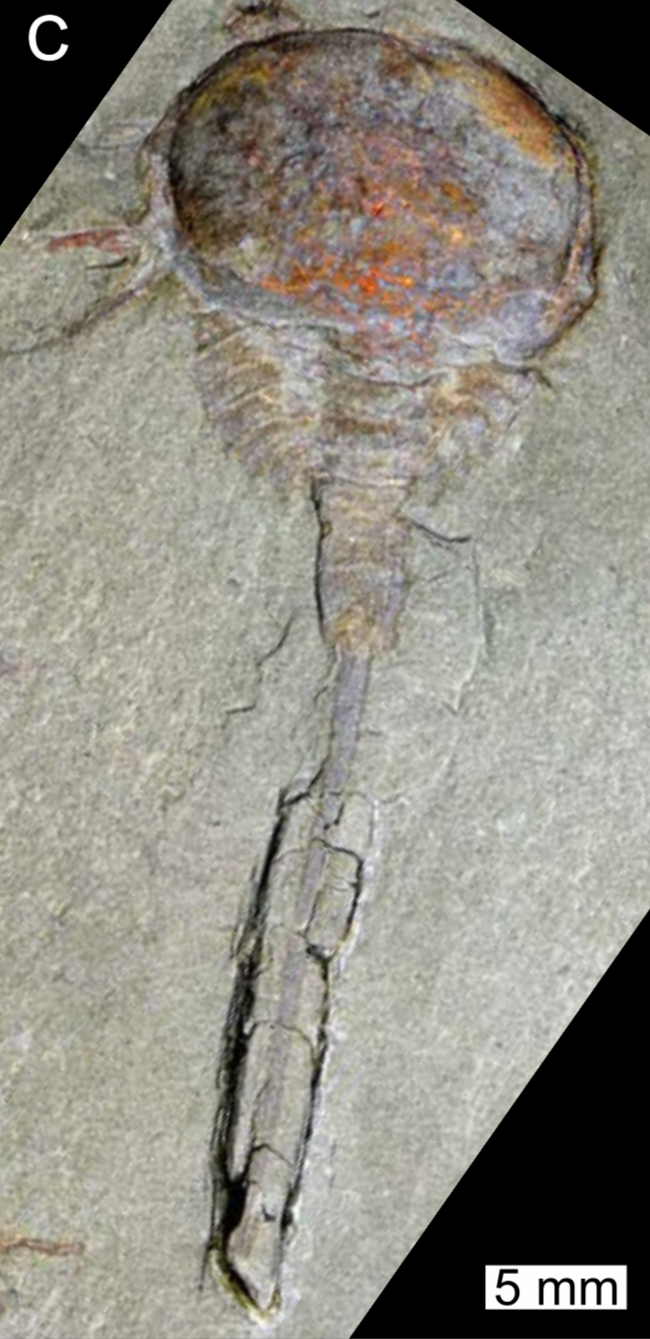Xiphosura