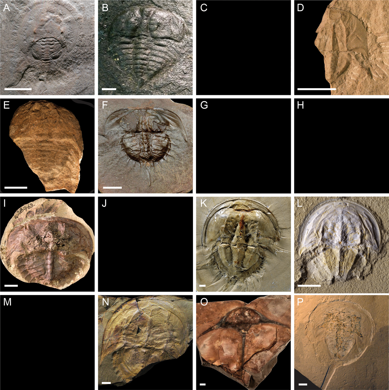 Xiphosura
