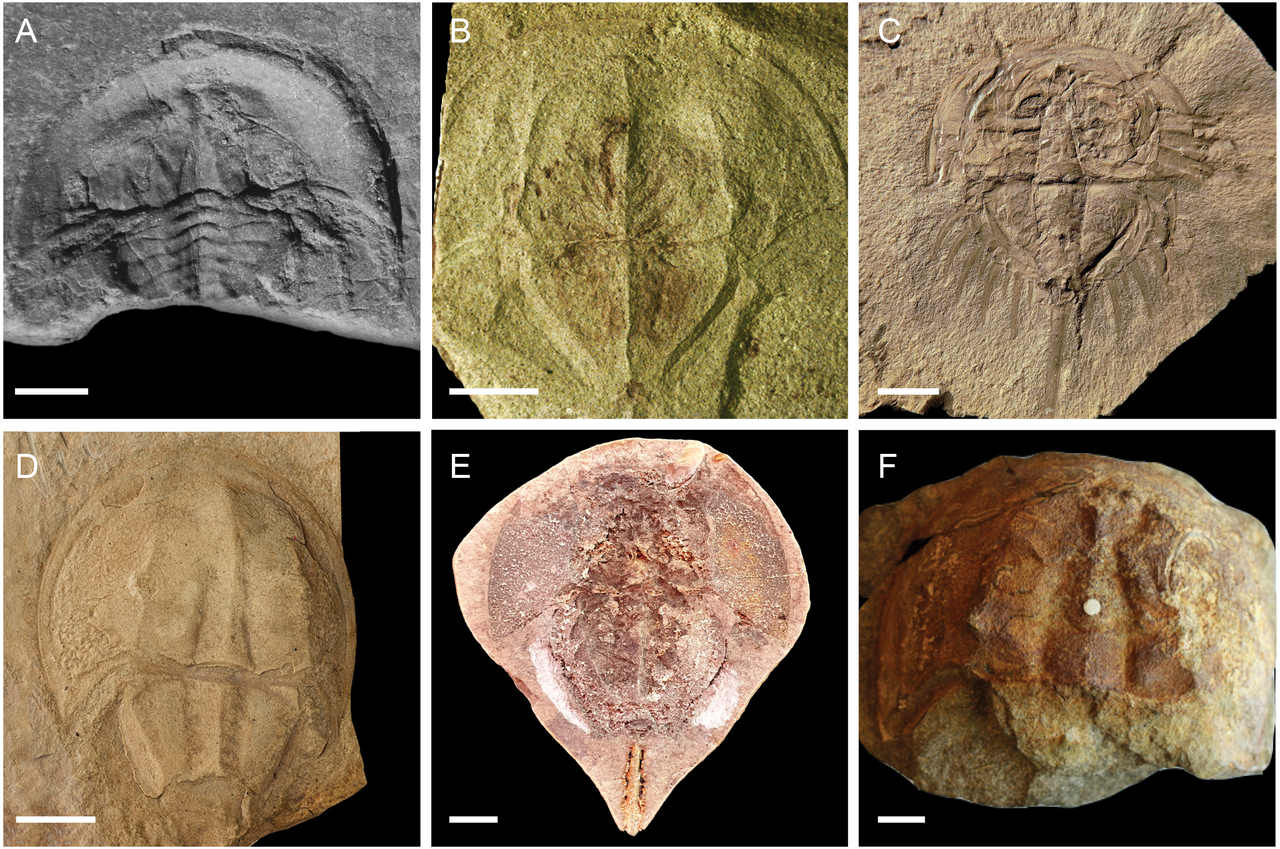 Xiphosura