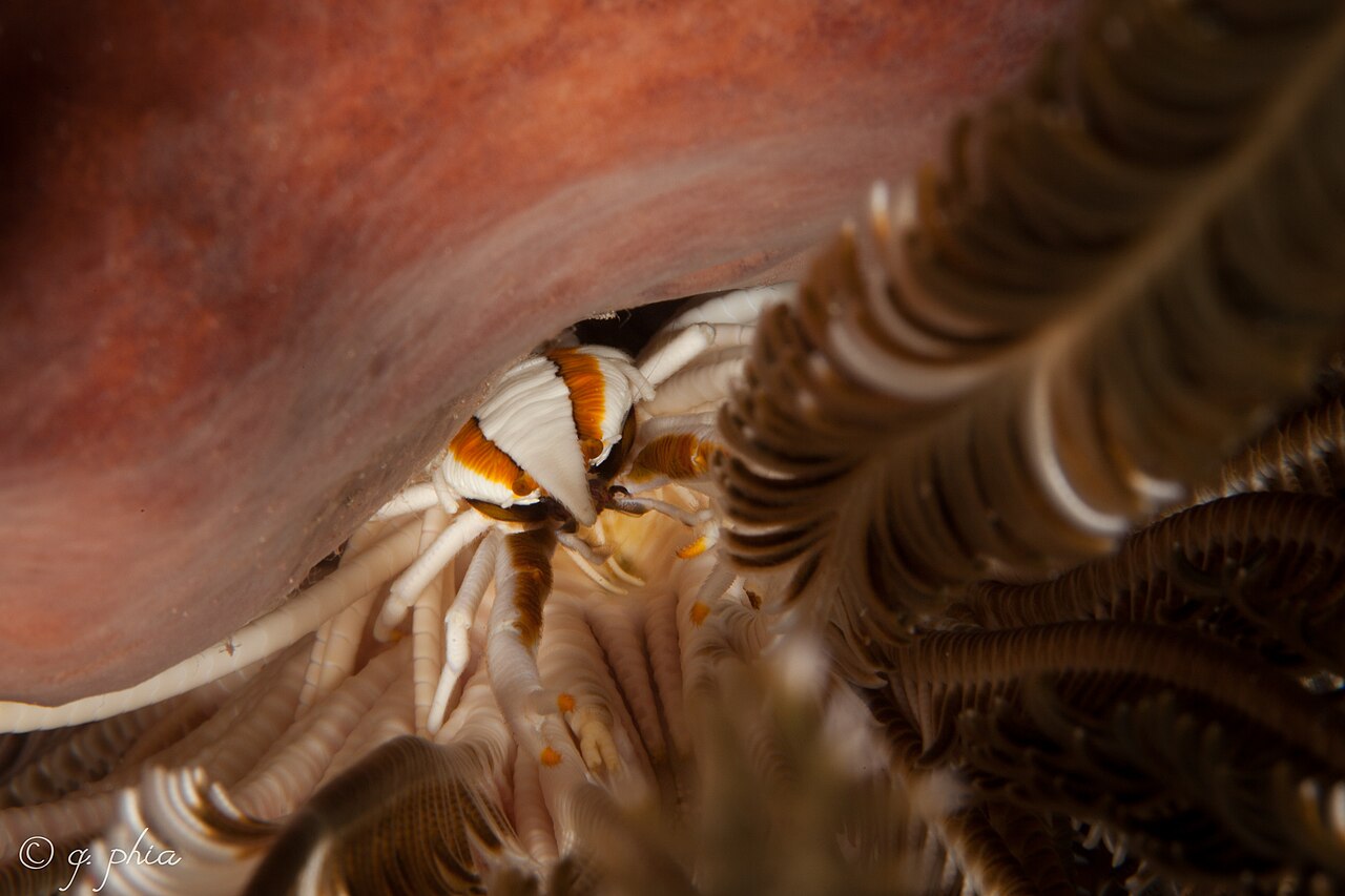 Squat lobster