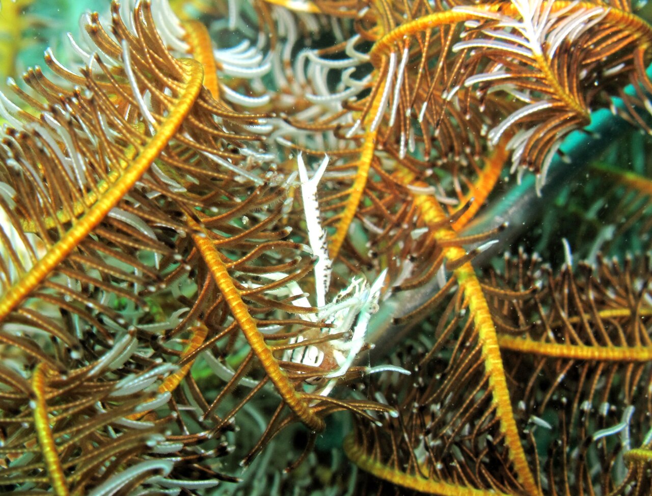 Squat lobster