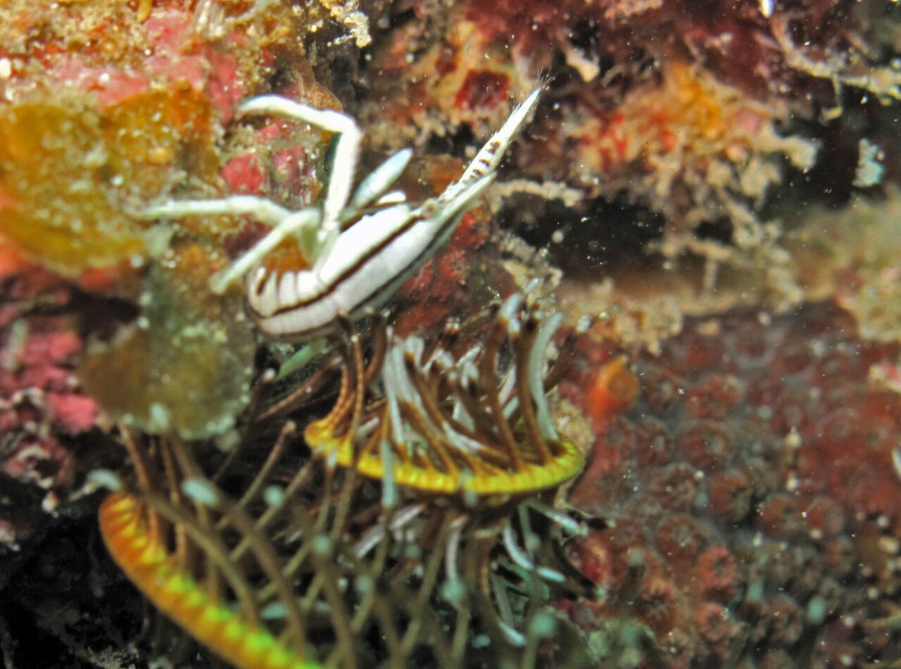 Squat lobster