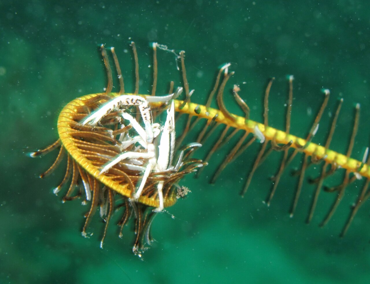 Squat lobster