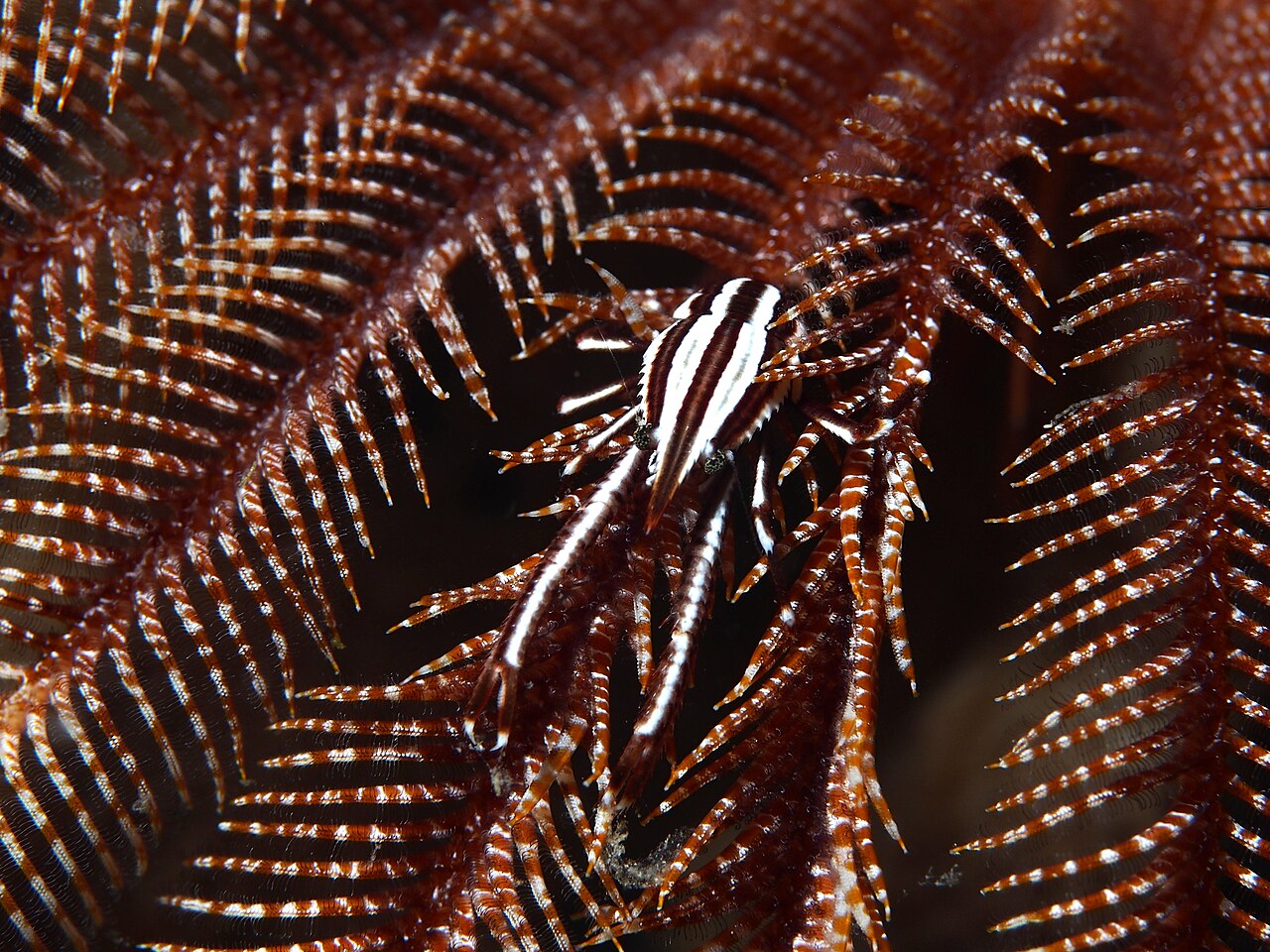 Squat lobster