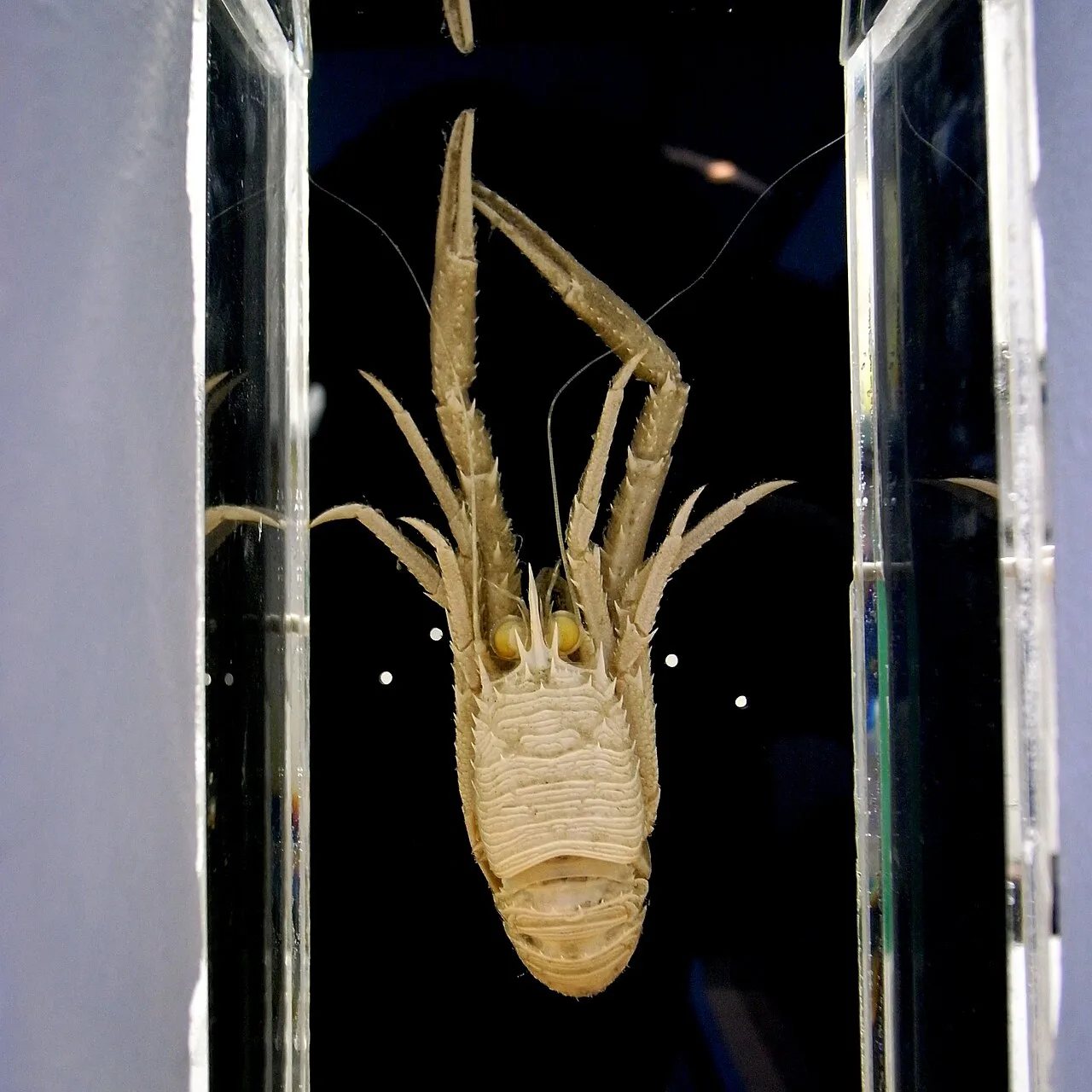 Squat lobster