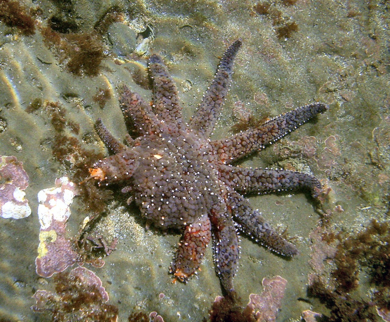 Sunflower sea star