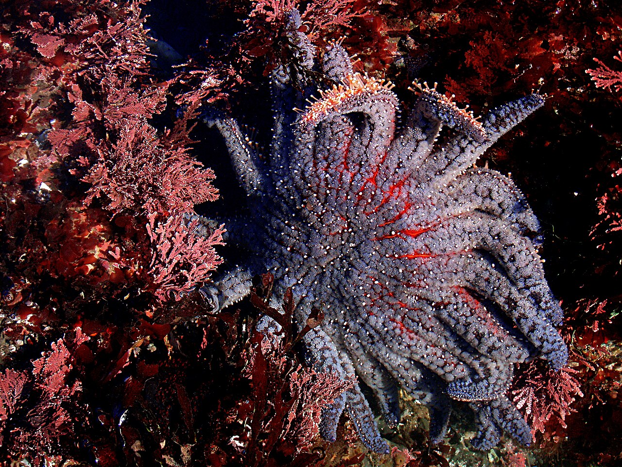 Sunflower sea star