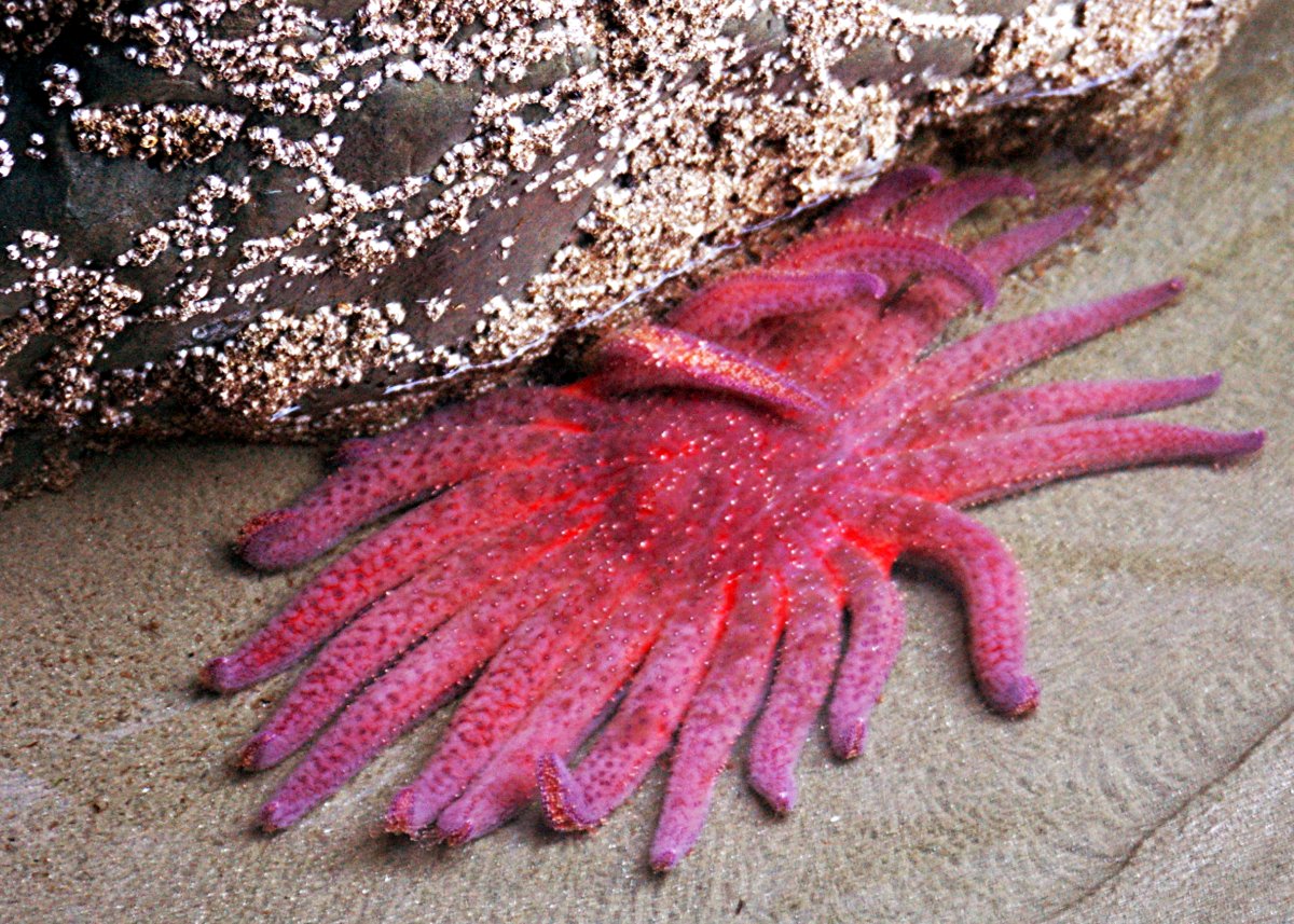 Sunflower sea star