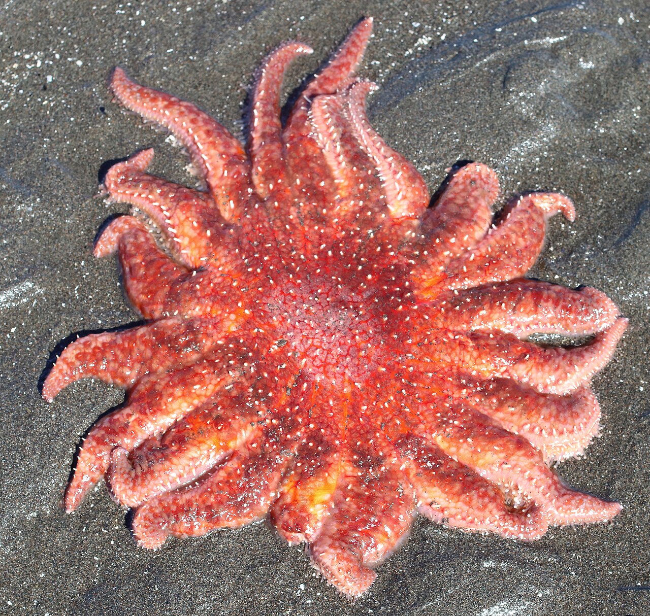 Sunflower sea star