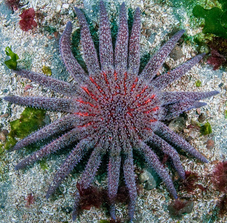 Sunflower sea star