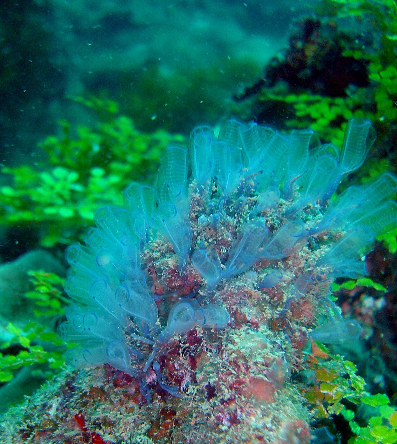 Tunicate