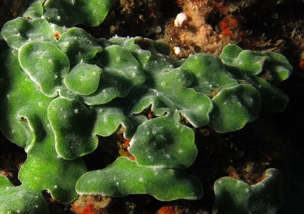Tunicate