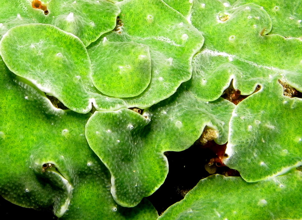 Tunicate