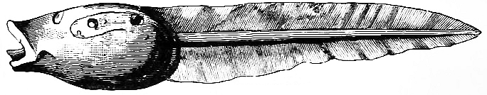 Tunicate