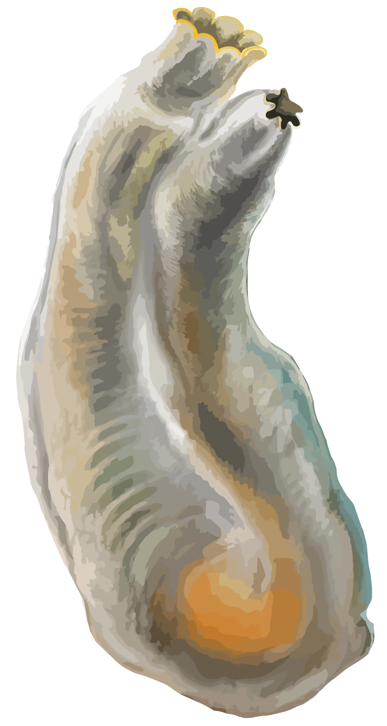 Tunicate