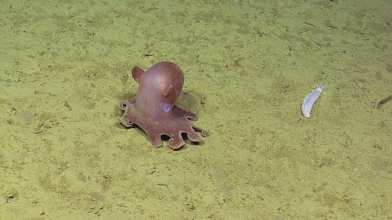 Umbrella octopus