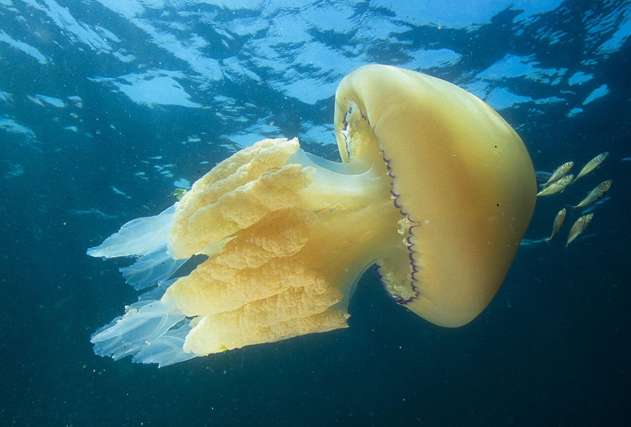 Umbrella octopus