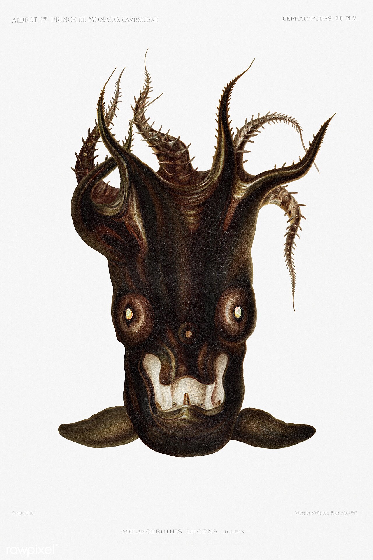 Vampire squid