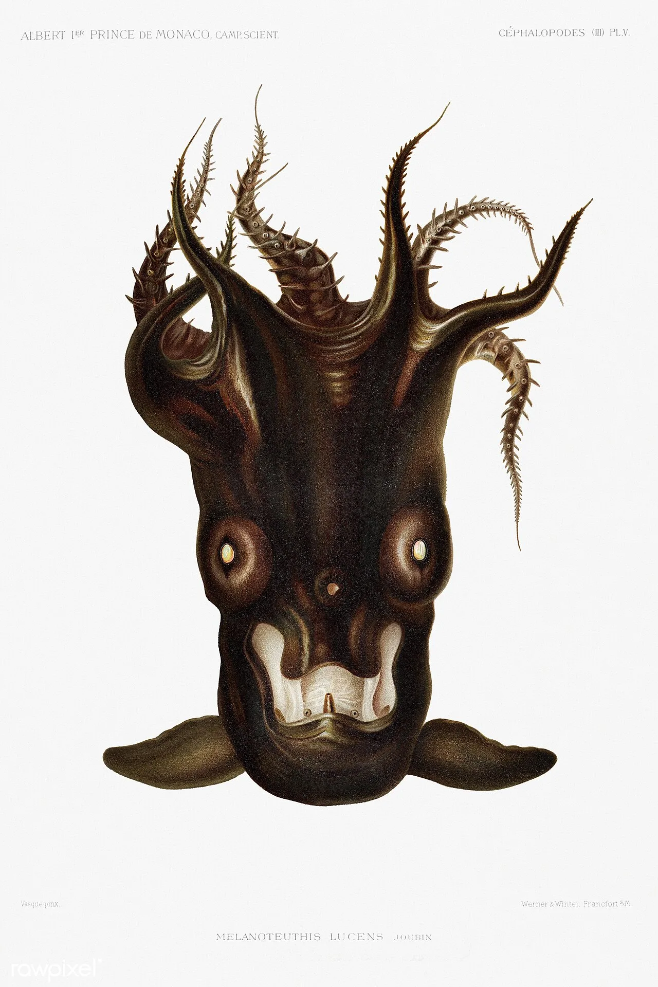 Vampire squid