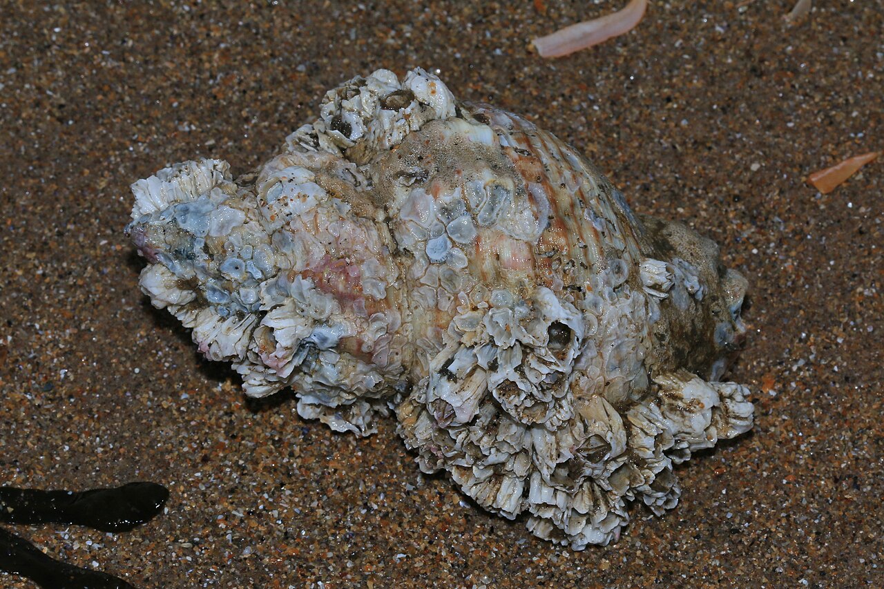 Whelk