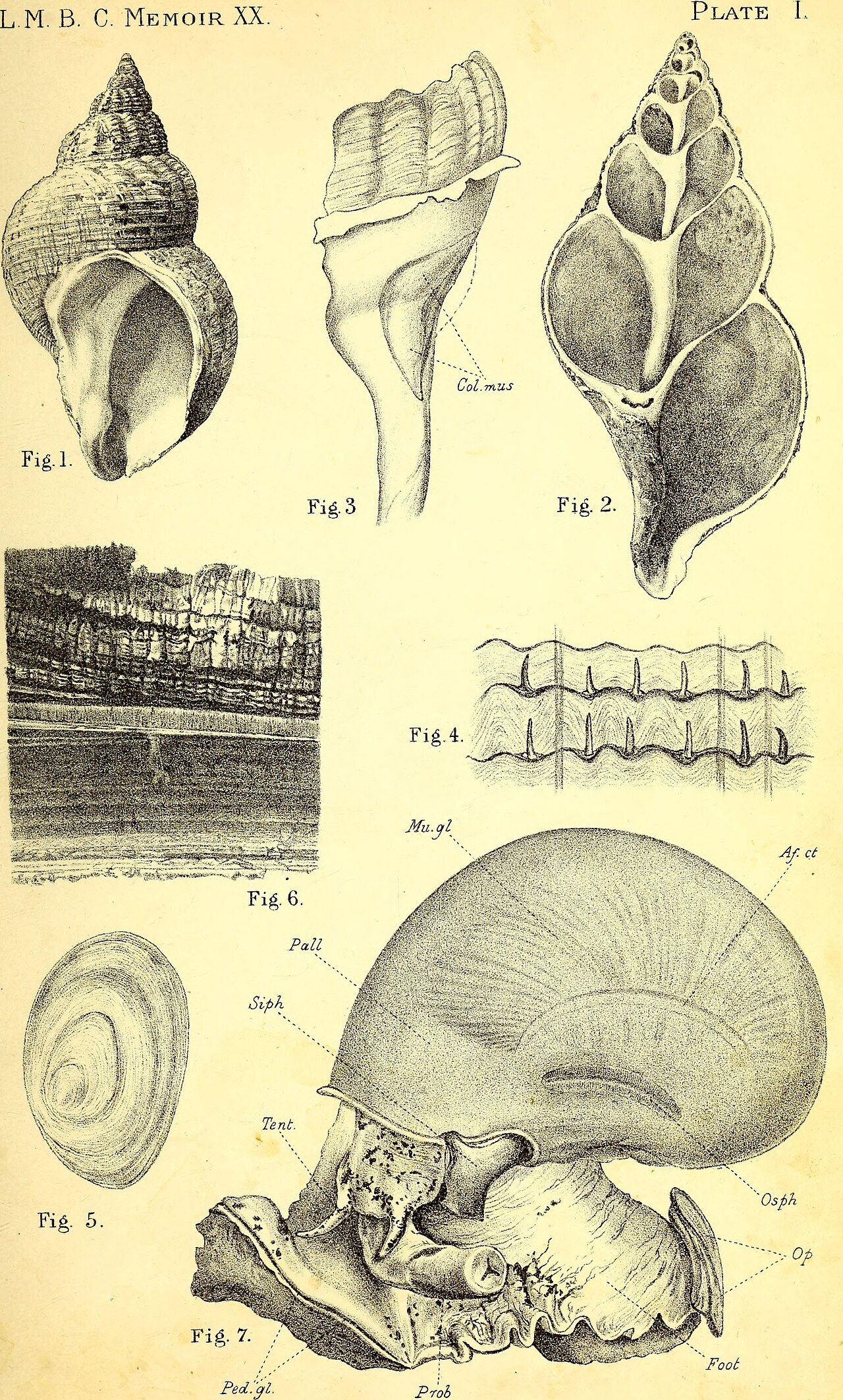 Whelk