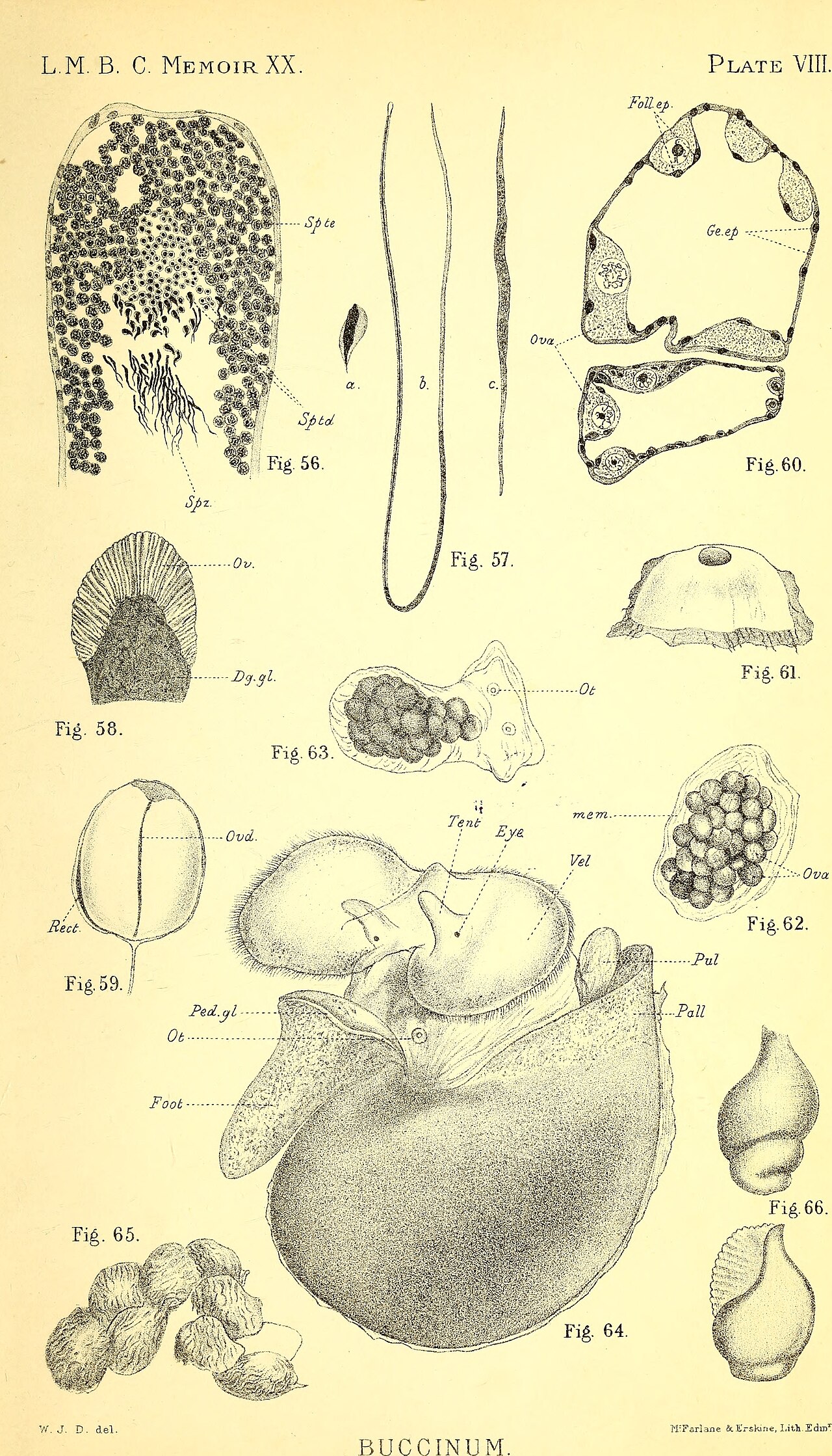 Whelk