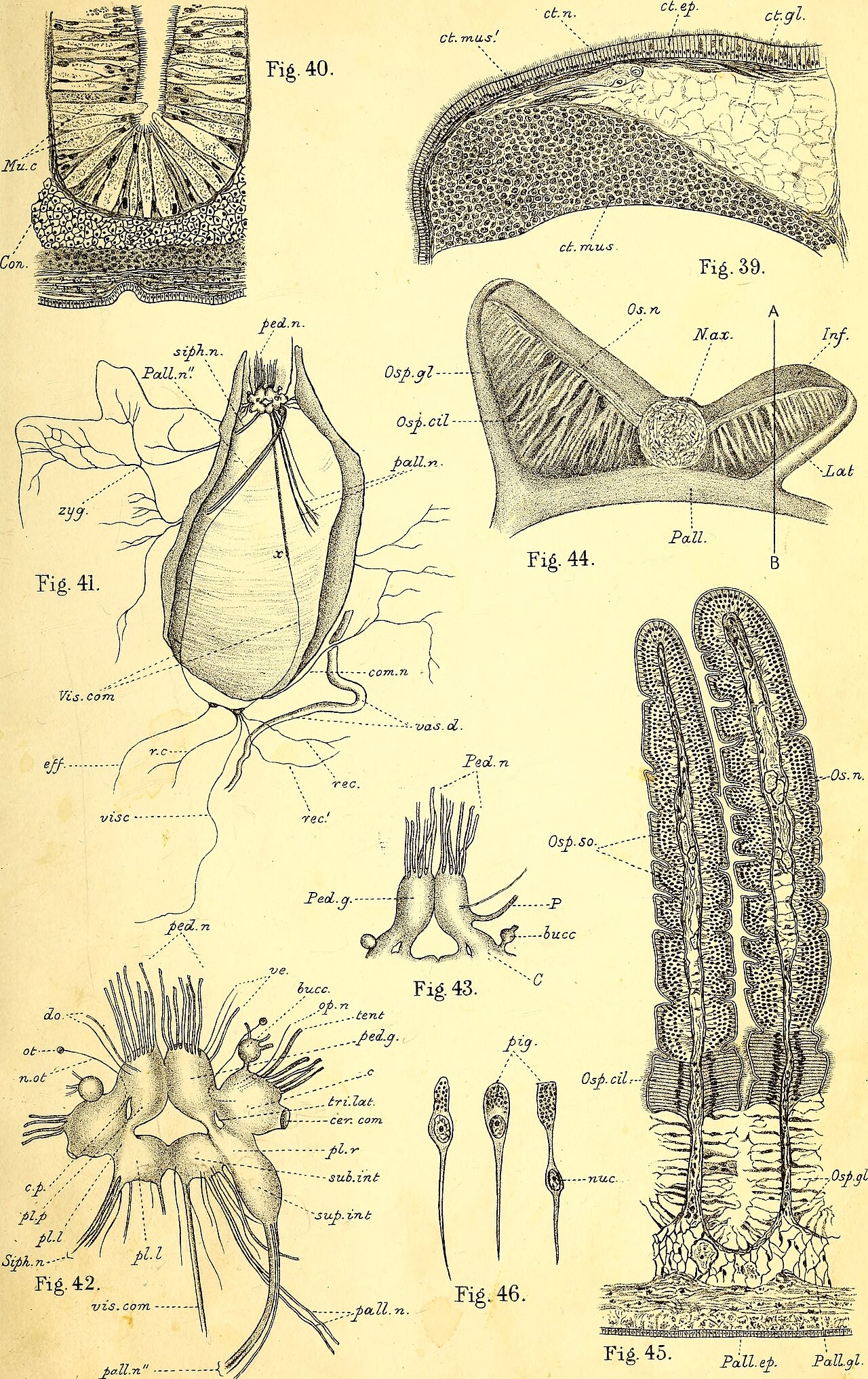 Whelk